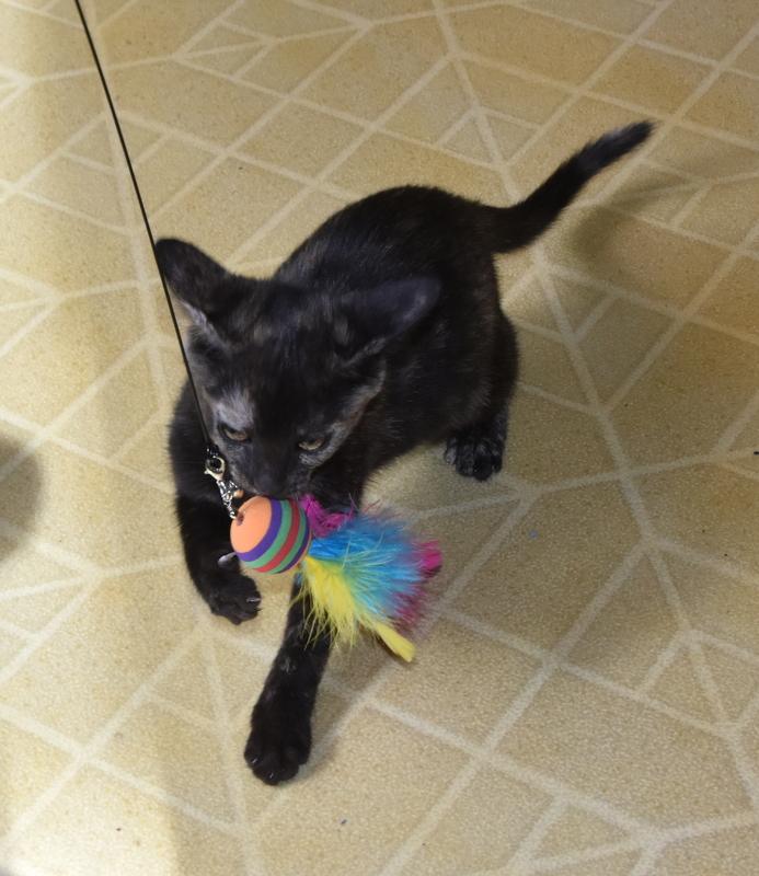 Maya (Bev-Fostered in New England) photo 6