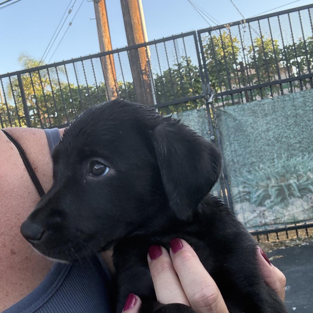 Kayla, Adoptable, Puppy Female Chocolate Labrador Retriever & Siberian Husky.