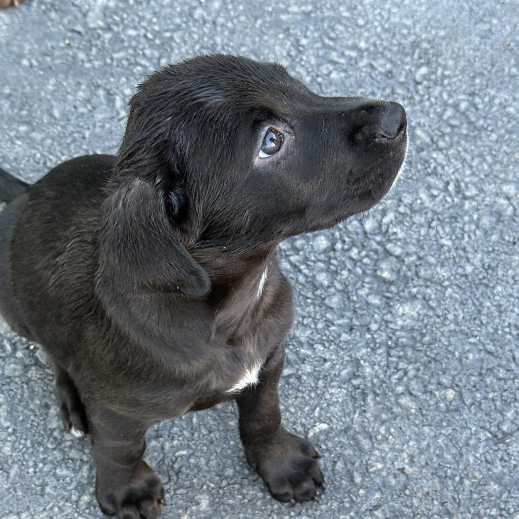 Enlarge Kayla, a Adoptable mixed breed in Long Beach, CA image 3/5