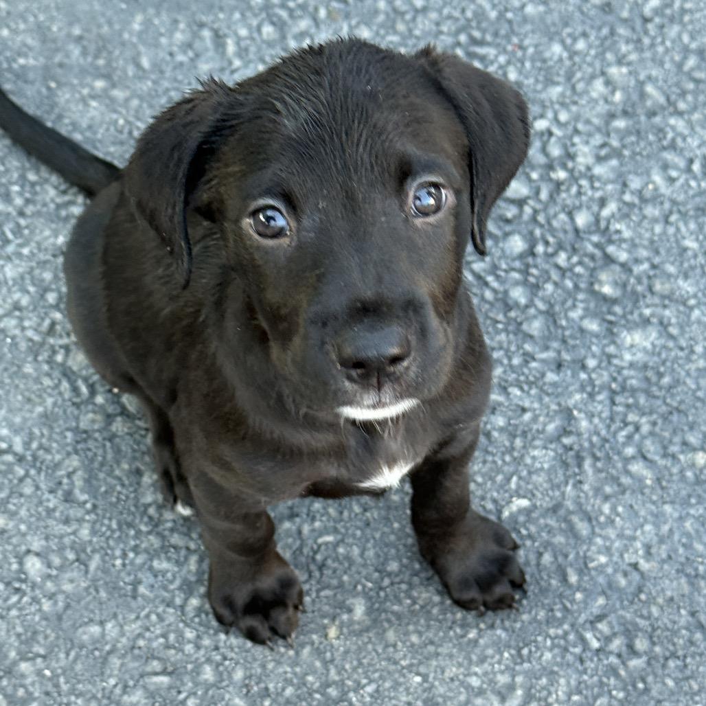 Enlarge Kayla, a Adoptable mixed breed in Long Beach, CA image 4/5