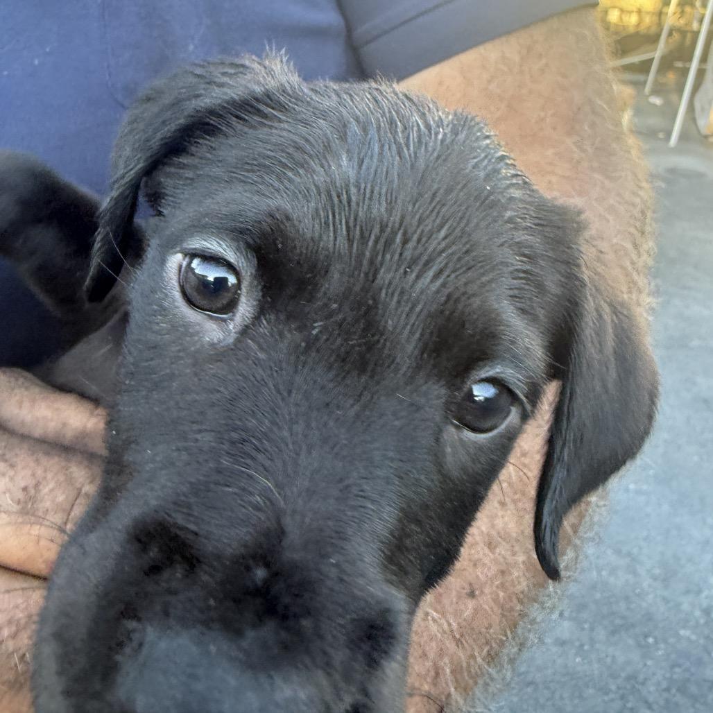 Enlarge Kayla, a Adoptable mixed breed in Long Beach, CA image 5/5