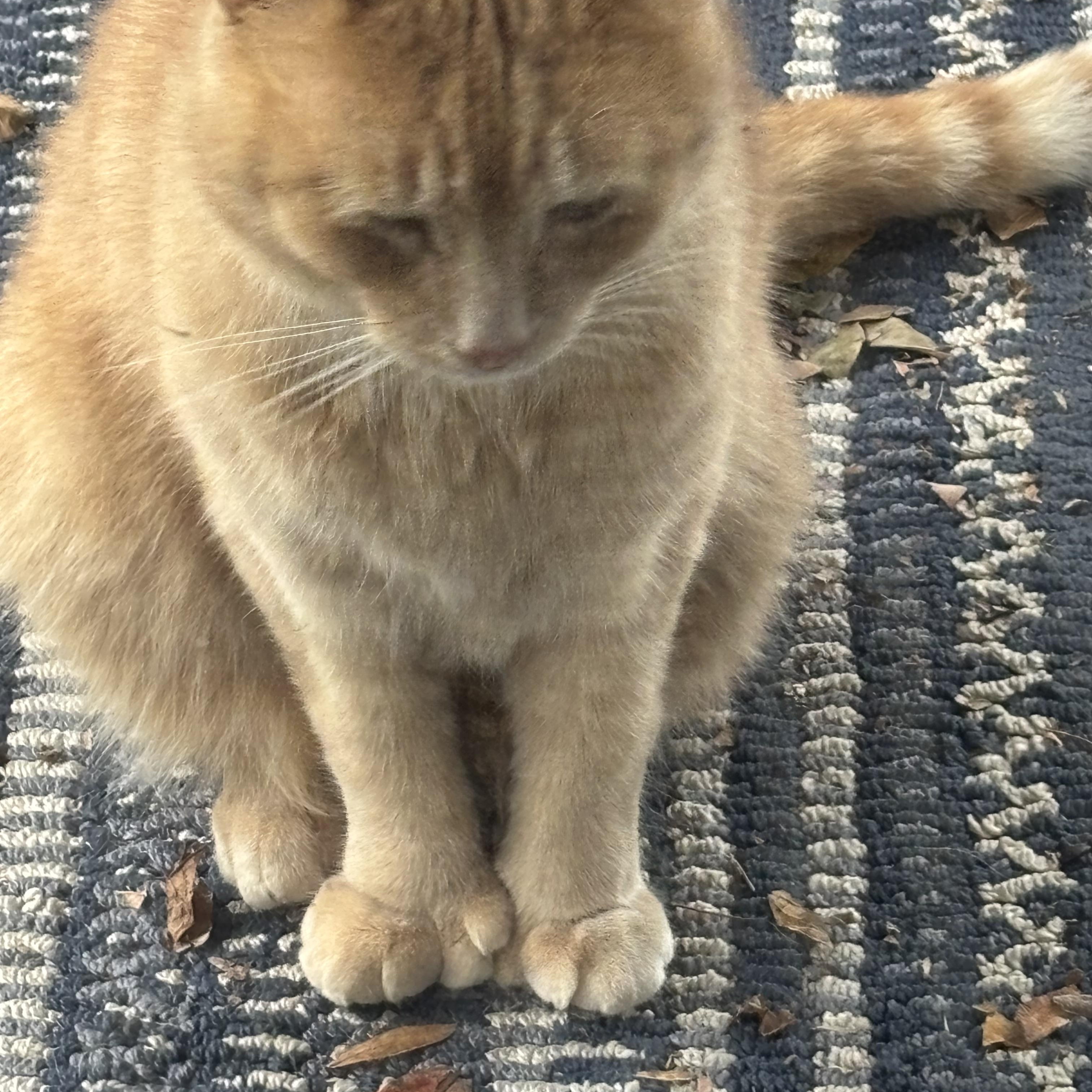 BIGPAWS….sweet polydactyl “Hemingway” kitty!!!!!, a Adopted mixed breed in Cantonment, FL image 1/6