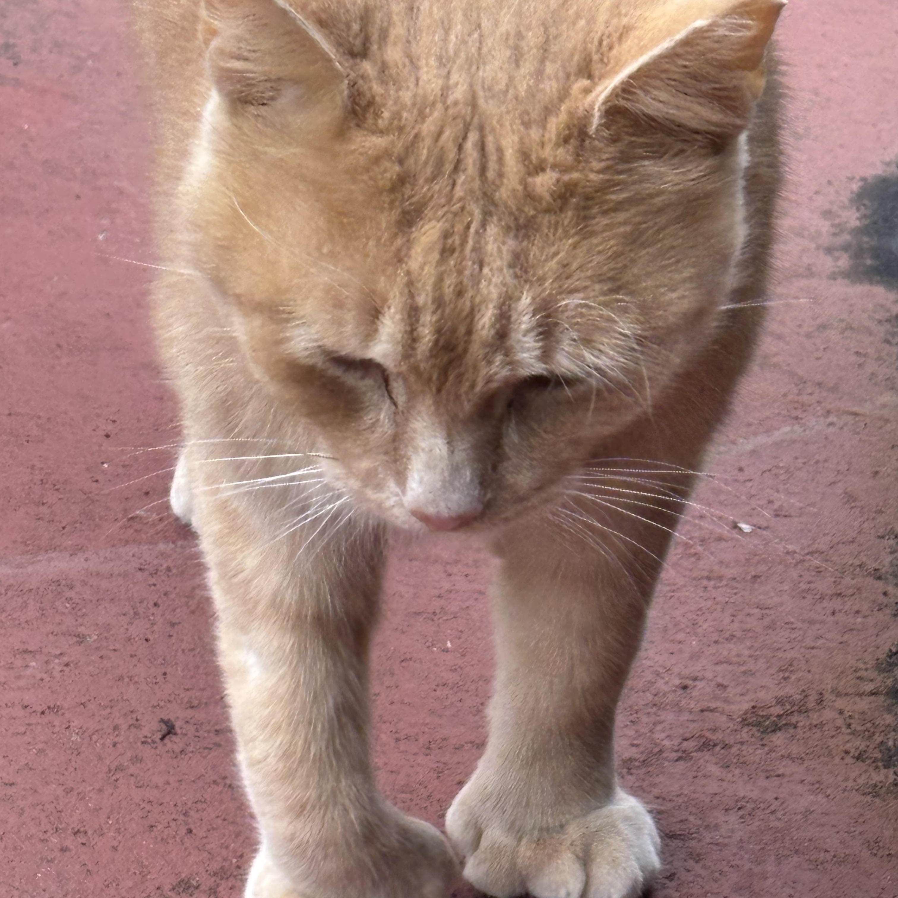 BIGPAWS….sweet polydactyl “Hemingway” kitty!!!!!, a Adopted mixed breed in Cantonment, FL image 5/6