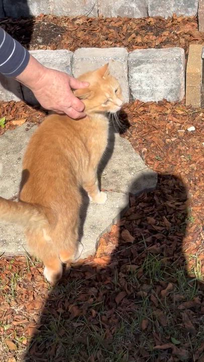 Enlarge BIGPAWS….sweet polydactyl “Hemingway” kitty!!!!!, a Adopted mixed breed in Cantonment, FL video 6/6