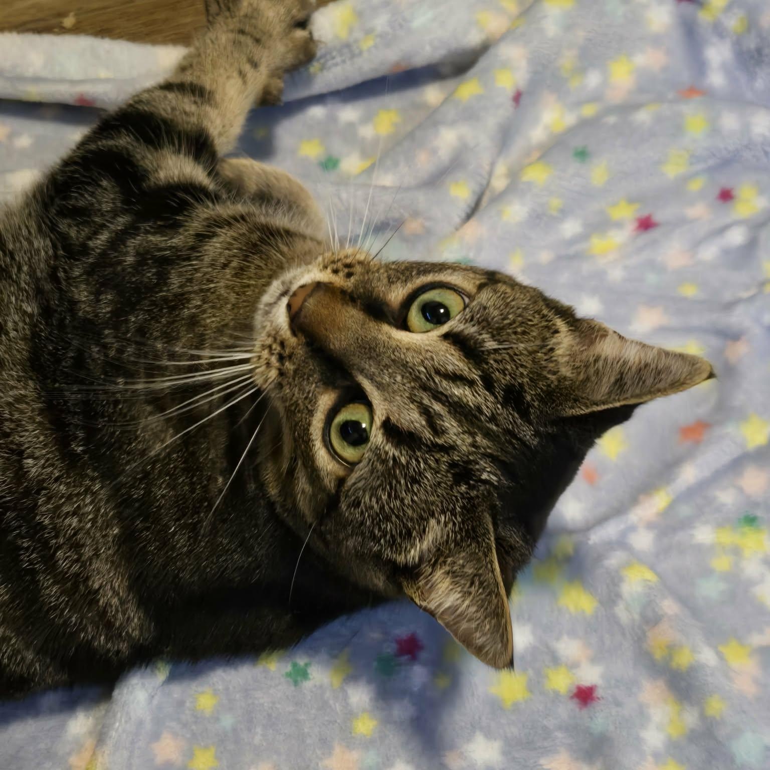 Enlarge Luna, a Adoptable Domestic Short Hair in Sewell, NJ image 3/4