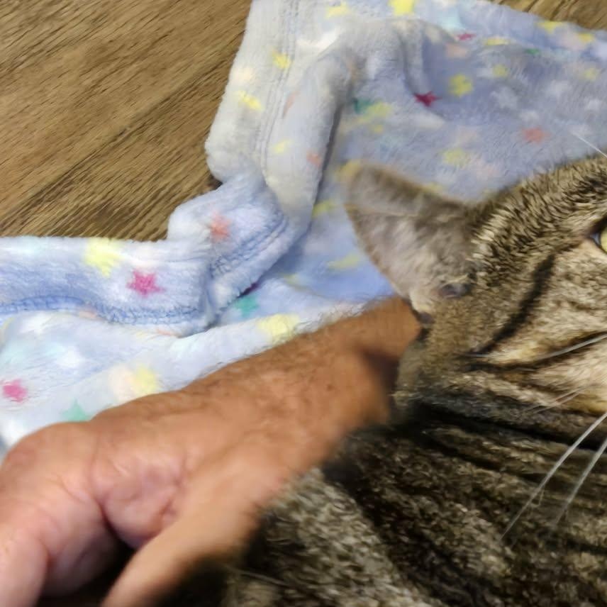 Enlarge Luna, a Adoptable Domestic Short Hair in Sewell, NJ image 4/4