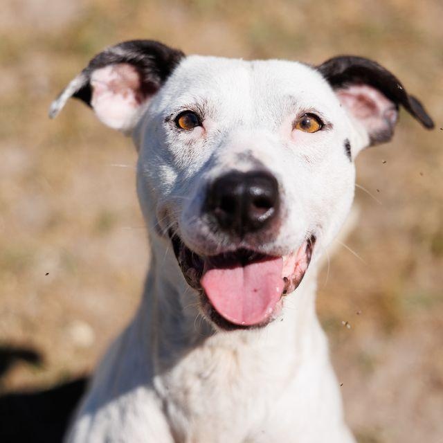 Enlarge Poppi, a ADOPTABLE mixed breed in Valdosta, GA image 1/6