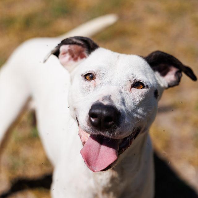 Enlarge Poppi, a ADOPTABLE mixed breed in Valdosta, GA image 5/6