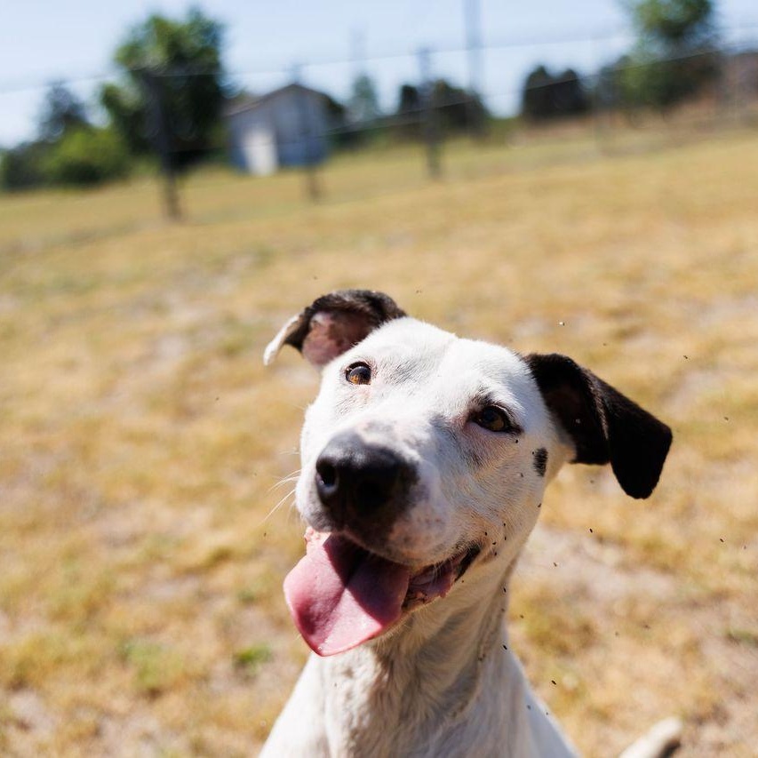 Enlarge Poppi, a ADOPTABLE mixed breed in Valdosta, GA image 3/6