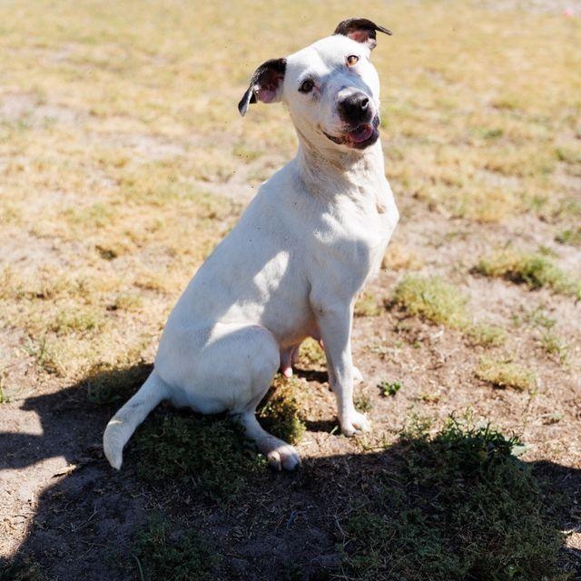 Enlarge Poppi, a ADOPTABLE mixed breed in Valdosta, GA image 2/6