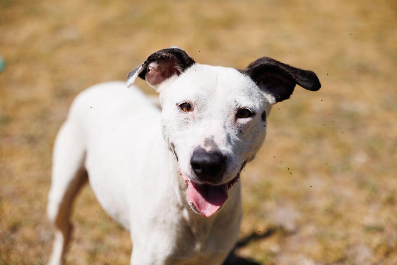 Enlarge Poppi, a ADOPTABLE mixed breed in Valdosta, GA image 6/6
