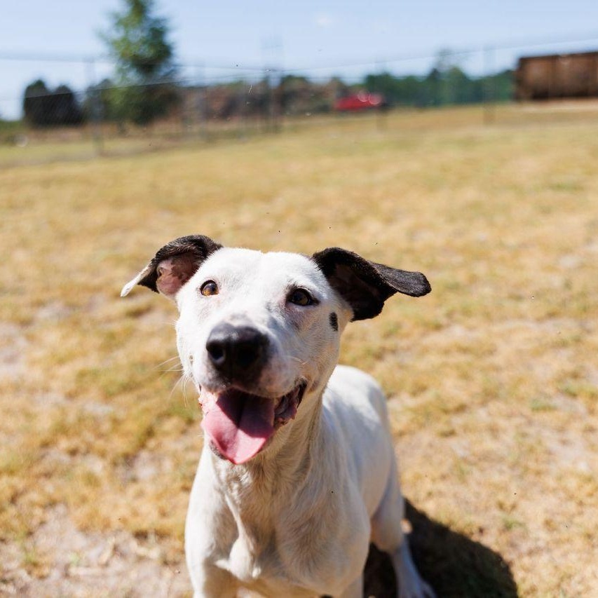 Enlarge Poppi, a ADOPTABLE mixed breed in Valdosta, GA image 4/6