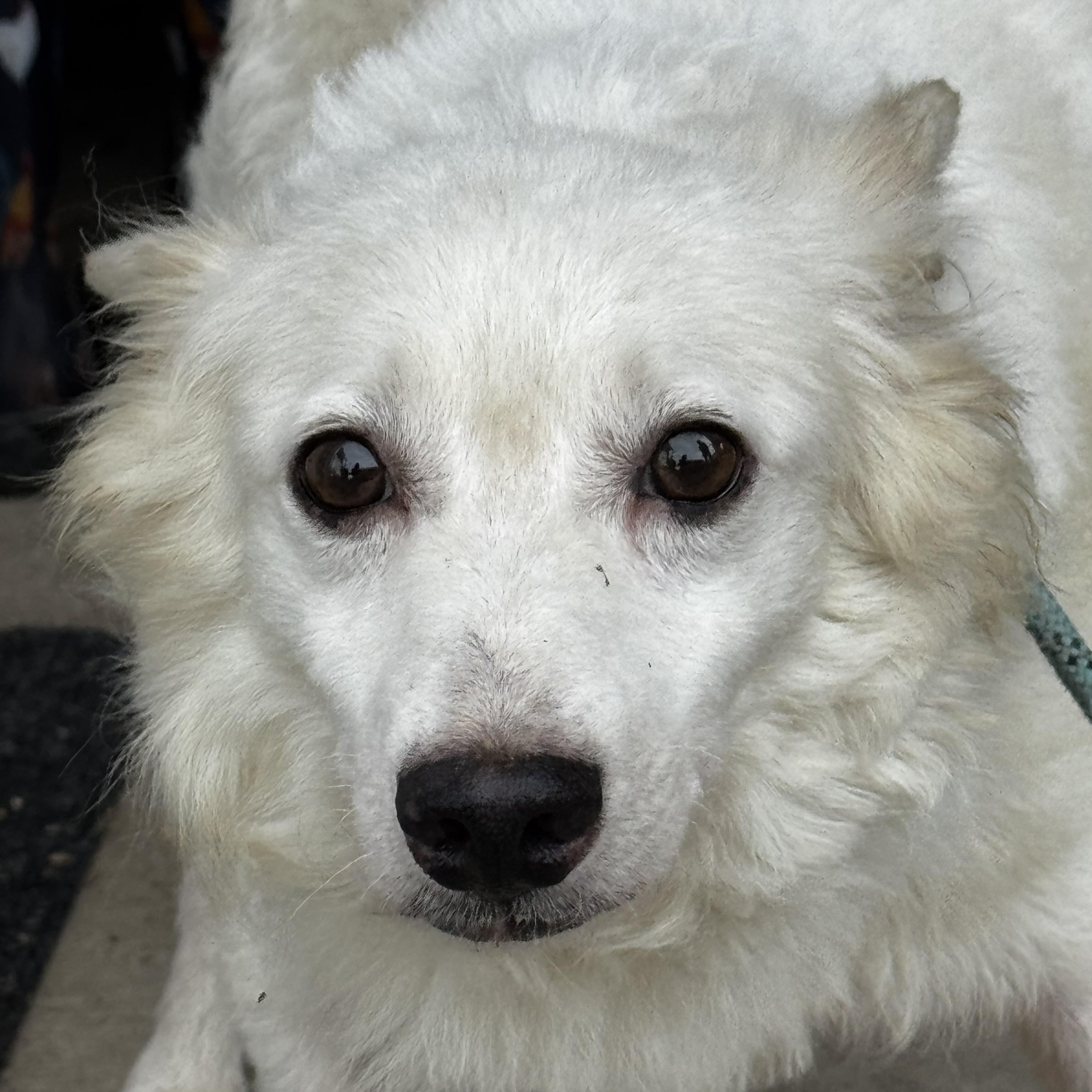 Enlarge Leo, a Adoptable American Eskimo Dog in St Peters , MO image 2/4