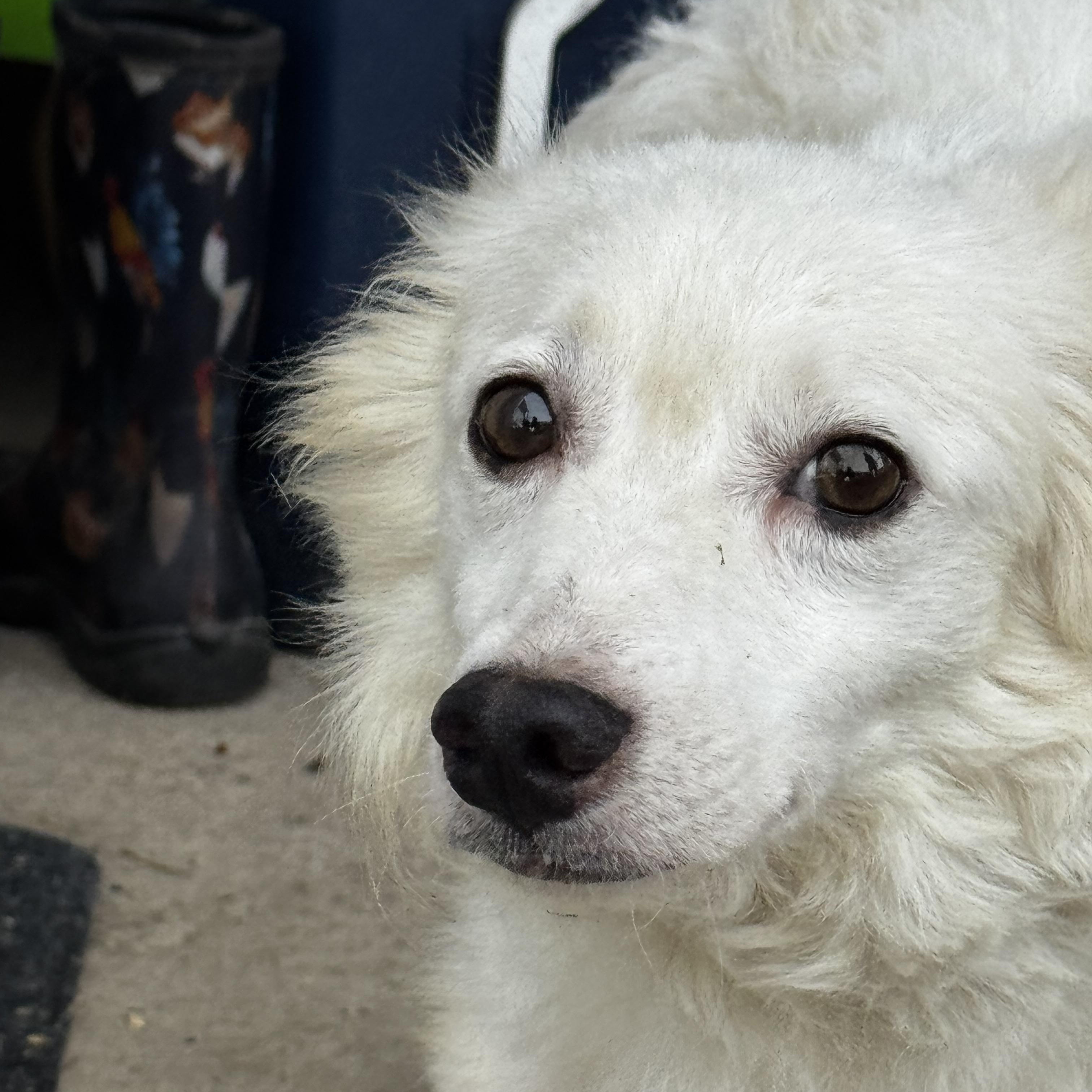 Leo, Adoptable, Adult Male American Eskimo Dog.