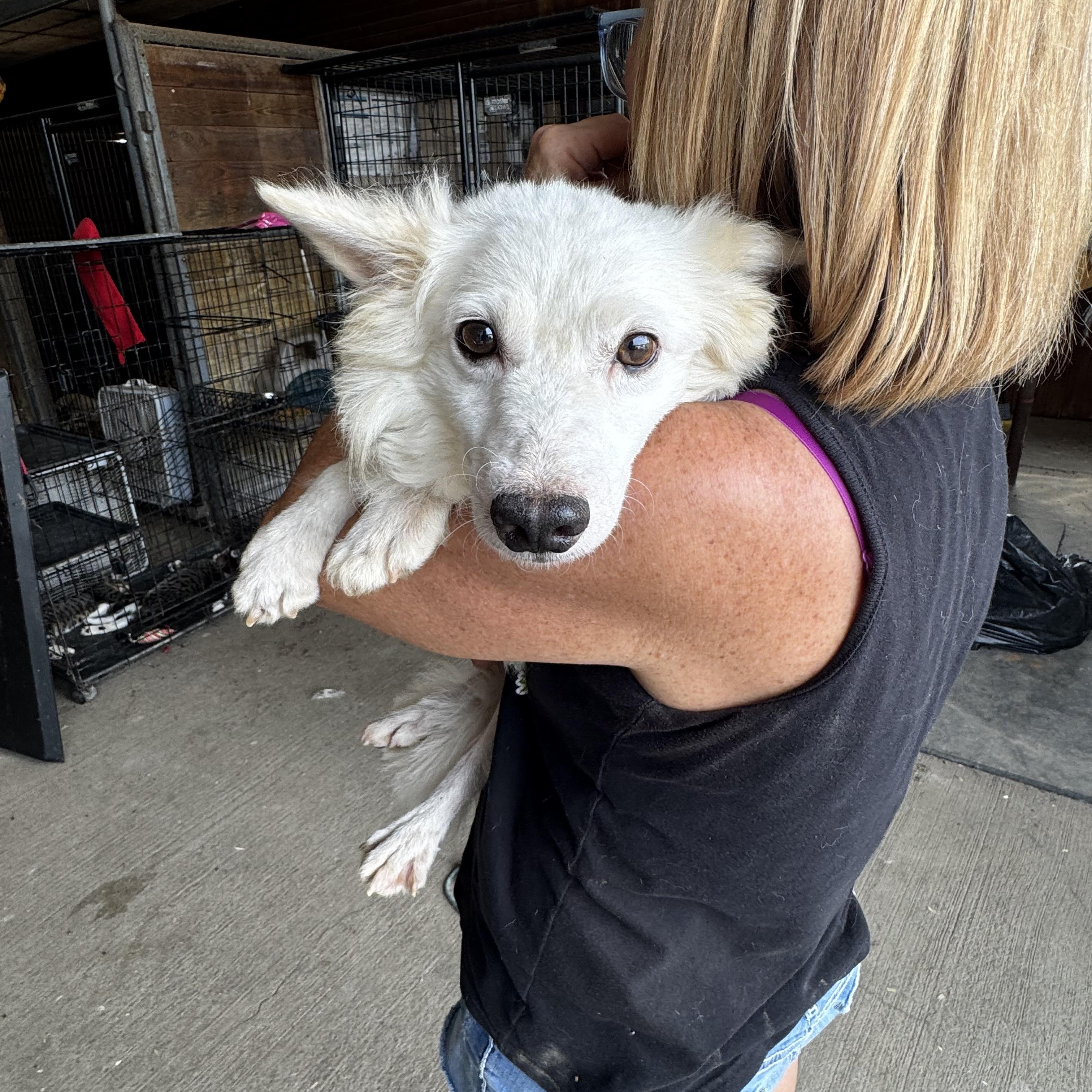 Enlarge Leo, a Adoptable American Eskimo Dog in St Peters , MO image 3/4