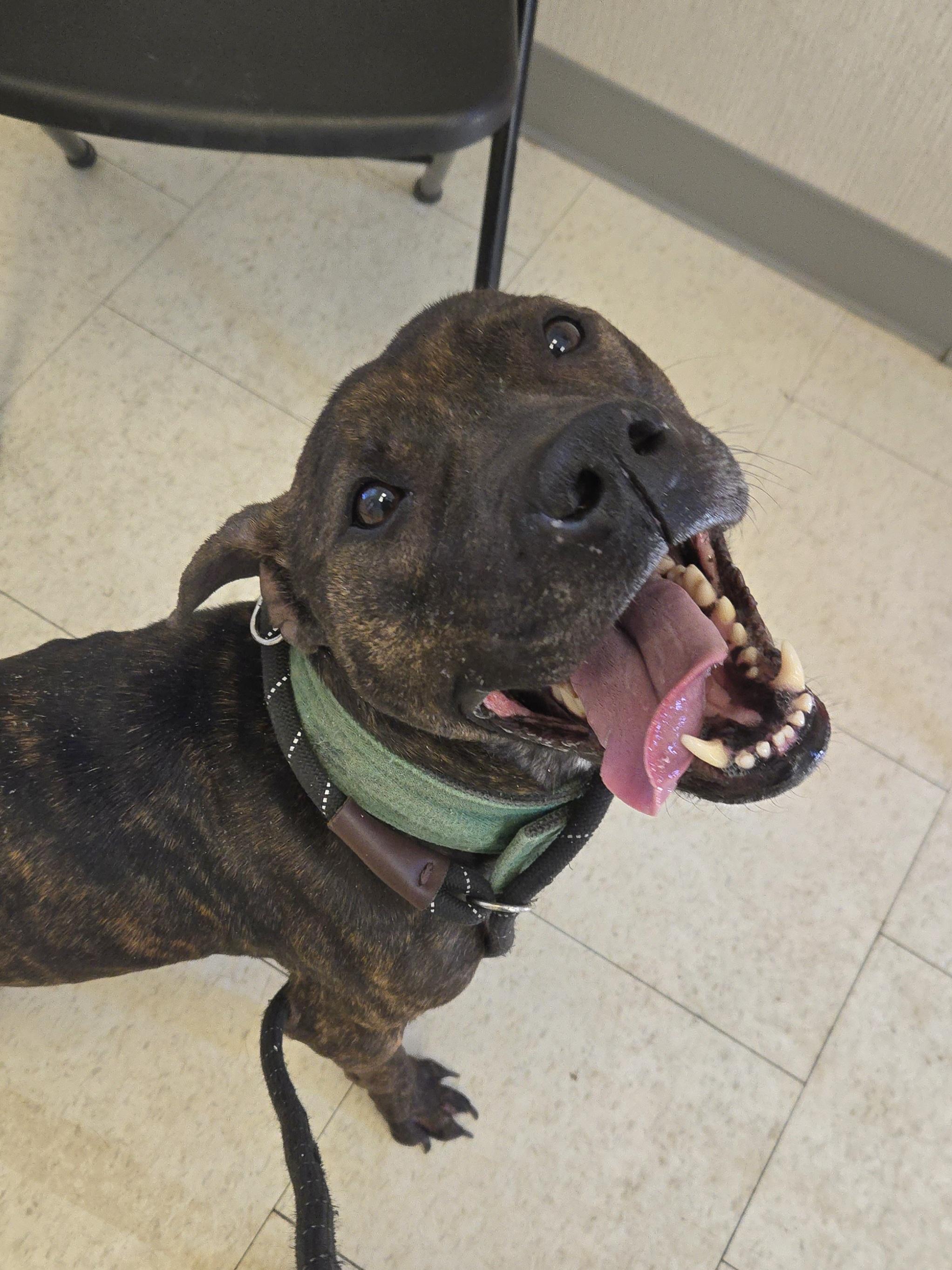 Dynasty, ADOPTABLE, Young Female Pit Bull Terrier.