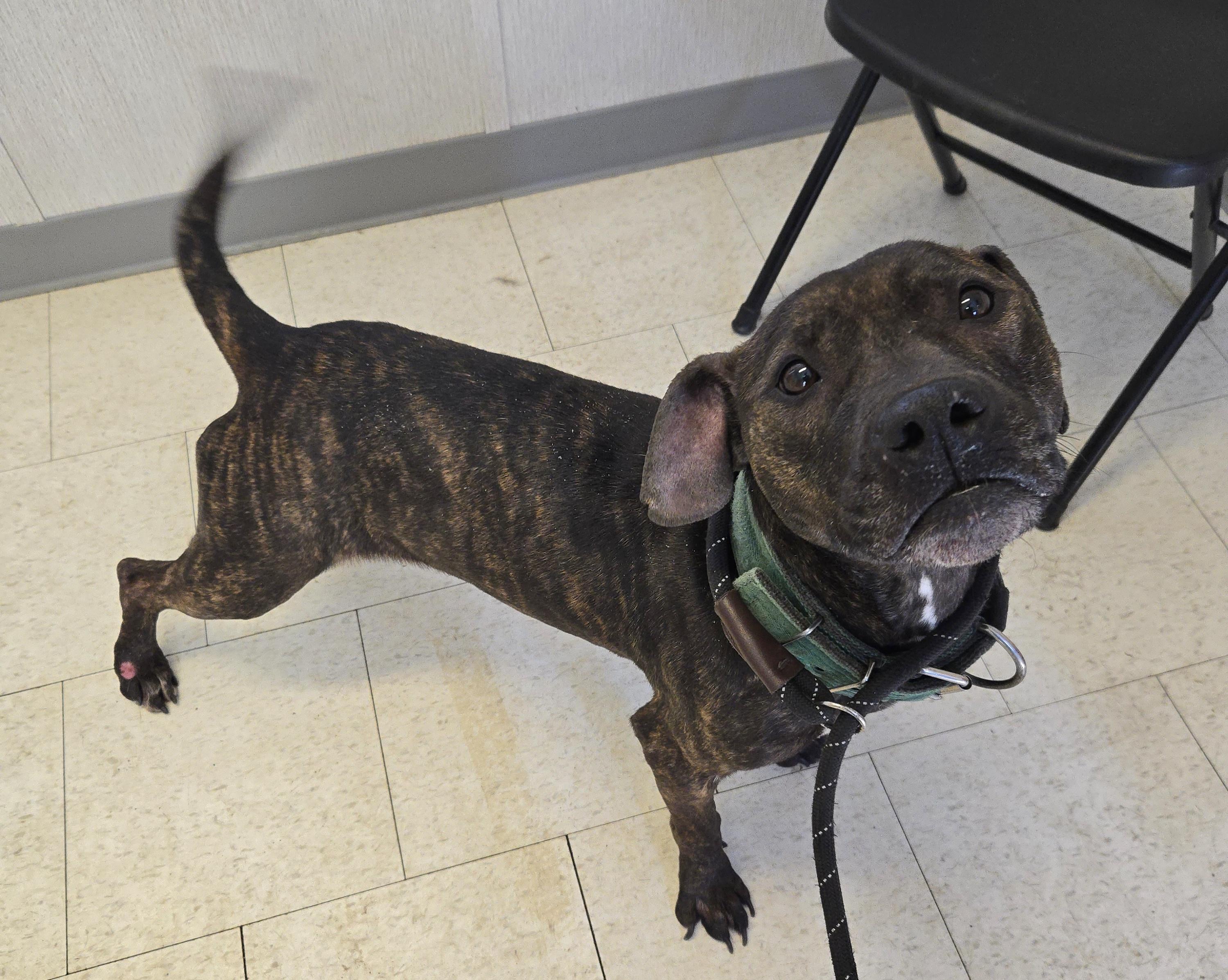 Enlarge Dynasty, a ADOPTABLE Pit Bull Terrier in Trenton, NJ image 2/3