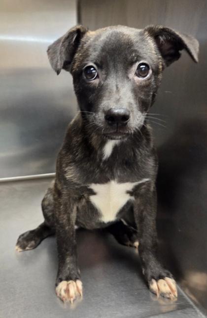 Sadie, Adoptable, Puppy Female Boston Terrier & Mixed Breed.