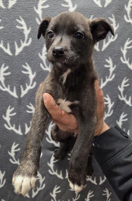 Enlarge Sadie, a Adoptable mixed breed in Malvern, PA image 2/2