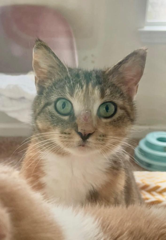 Enlarge Pumpkin, a Adoptable Domestic Short Hair in Augusta, GA image 1/1