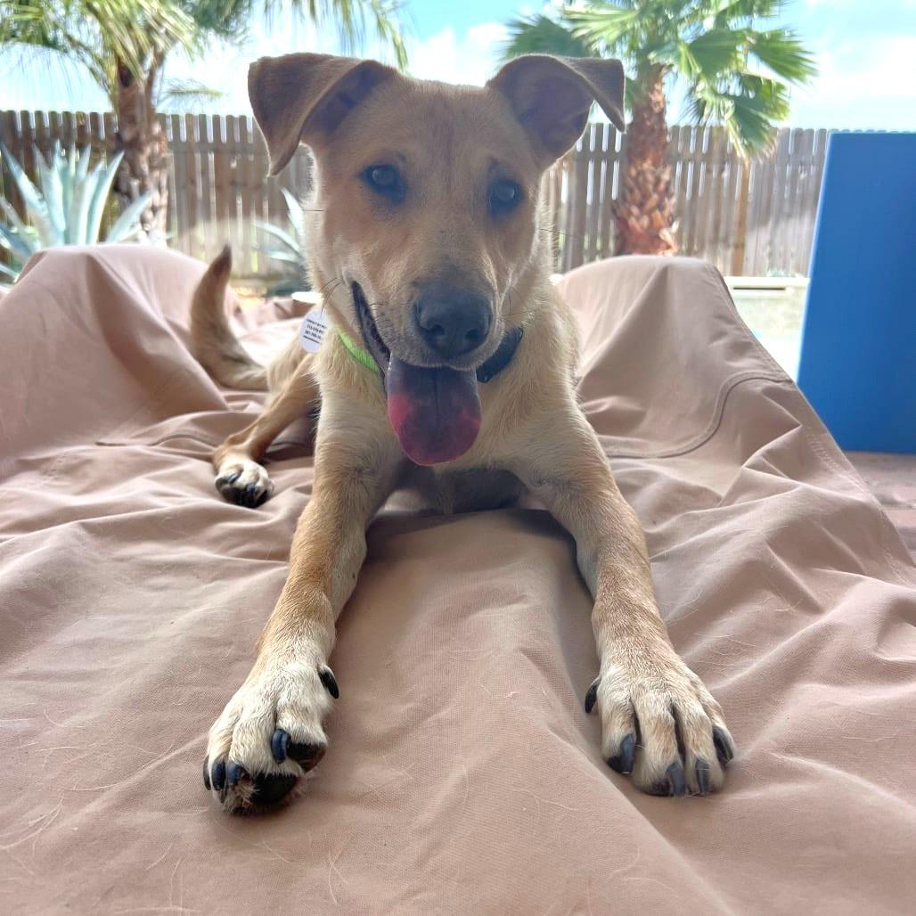 Shirley, ADOPTABLE, Young Female Mixed Breed.