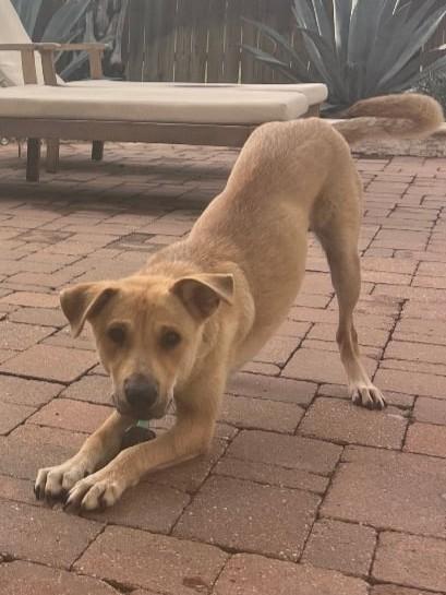 Enlarge Shirley, a ADOPTABLE Mixed Breed in Sudbury, MA image 3/3
