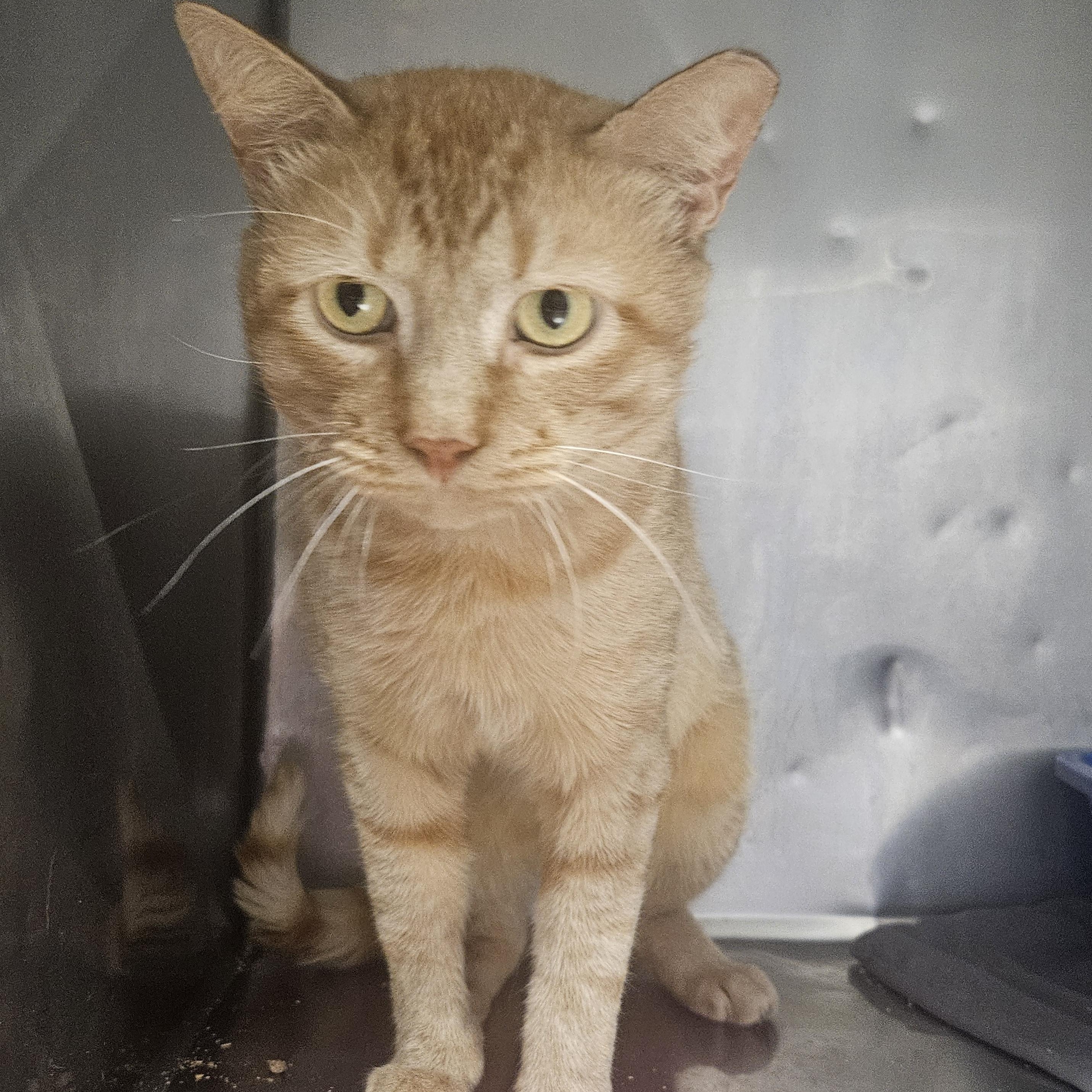 Enlarge Chewie, a ADOPTABLE Domestic Short Hair in Fall River, MA image 1/1