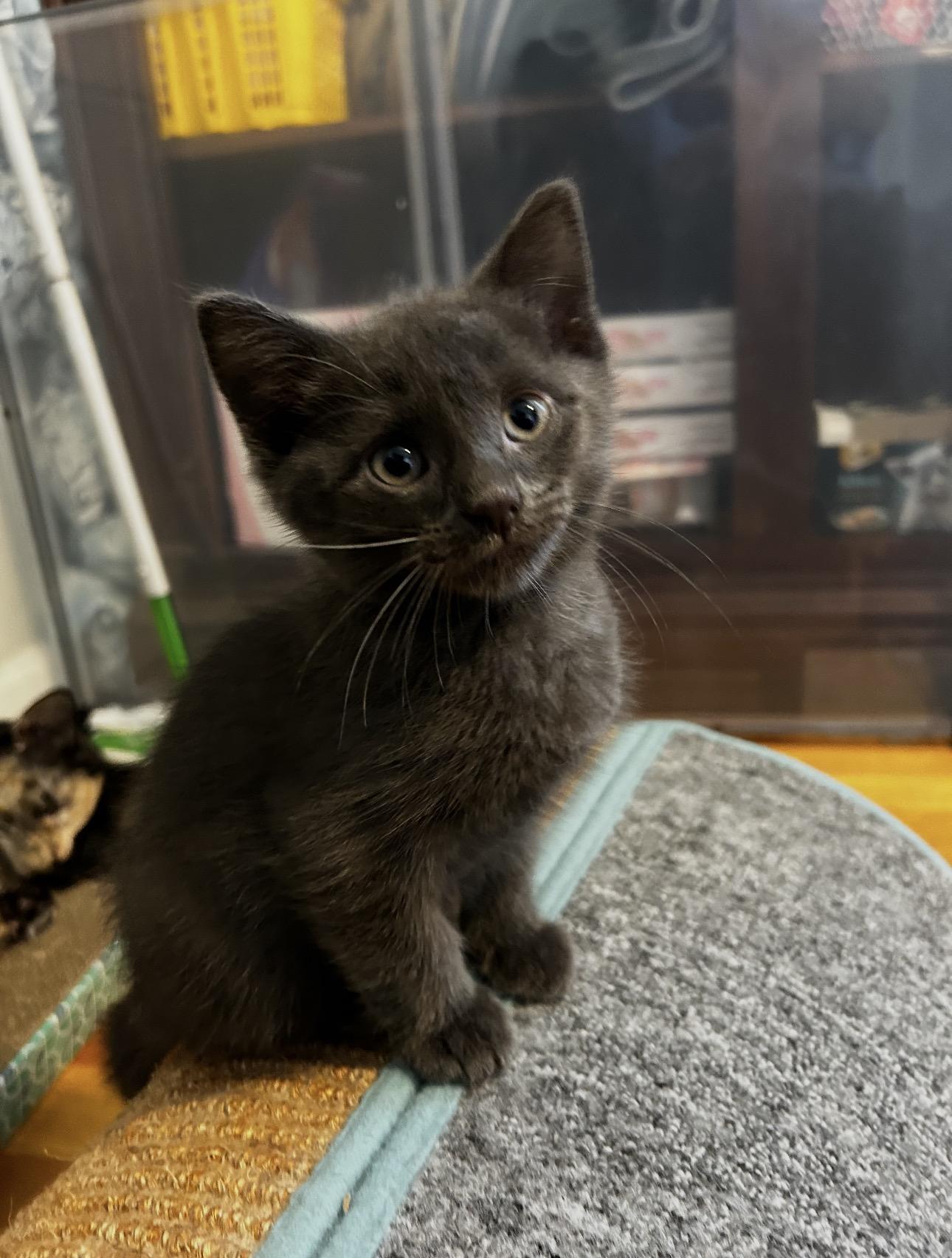 Enlarge Spumoni & Affogato, a Adoptable Domestic Short Hair in Thomaston, CT image 3/6