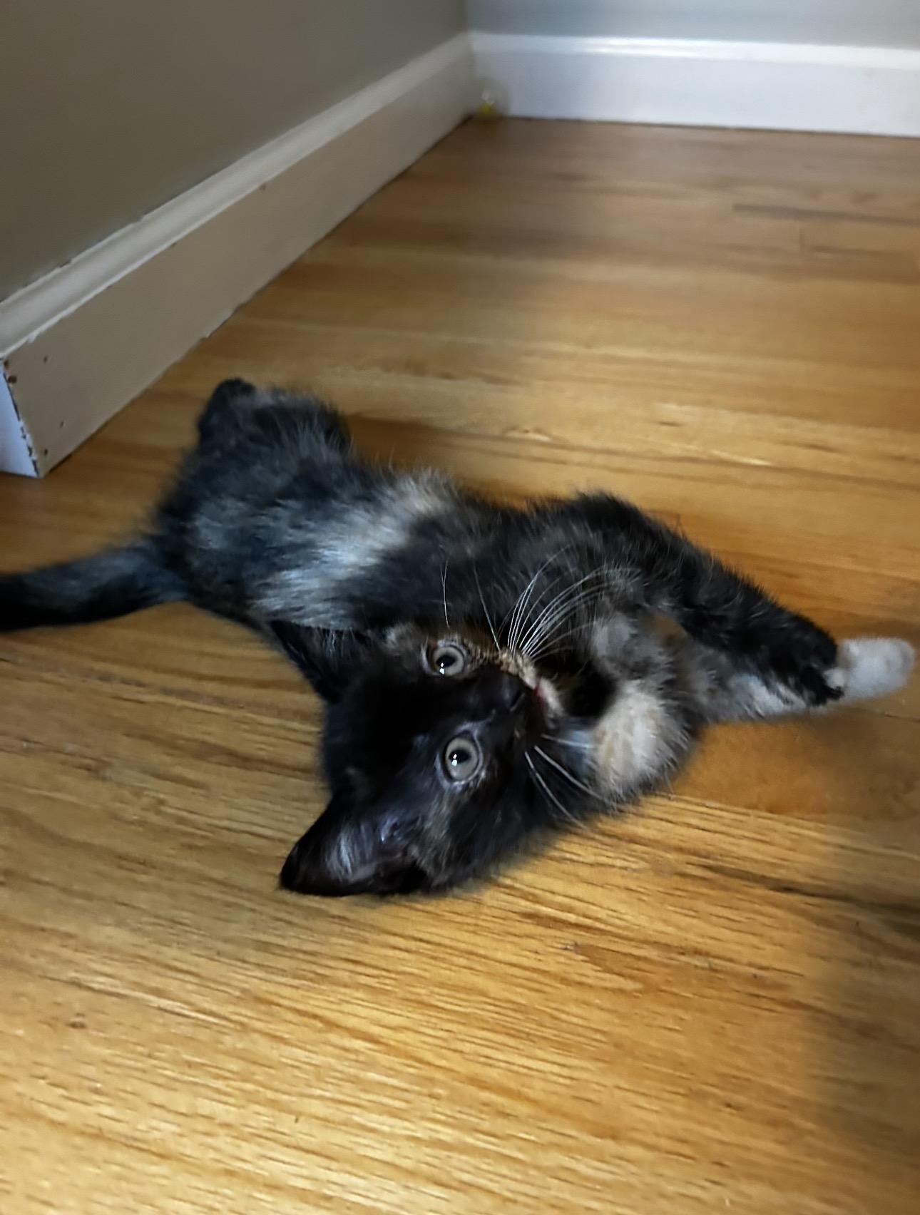 Enlarge Spumoni & Affogato, a Adoptable Domestic Short Hair in Thomaston, CT image 6/6
