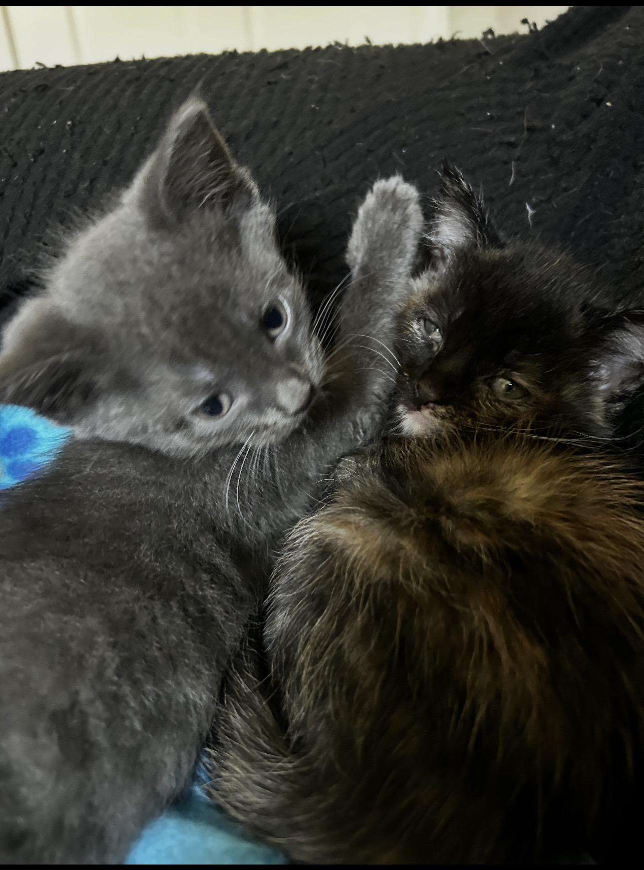 Spumoni & Affogato, Adoptable, Kitten Female Domestic Short Hair.