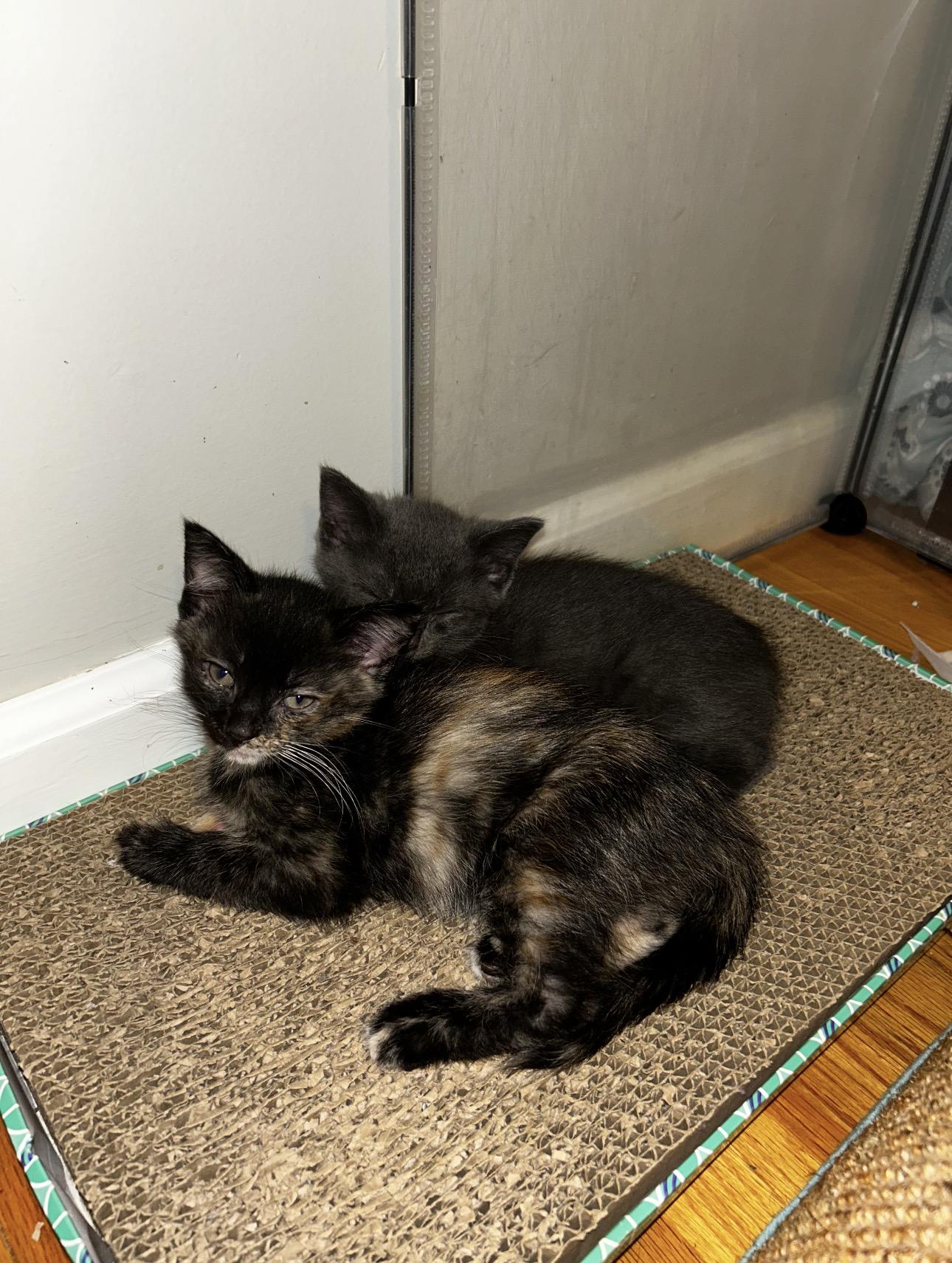 Enlarge Spumoni & Affogato, a Adoptable Domestic Short Hair in Thomaston, CT image 4/6