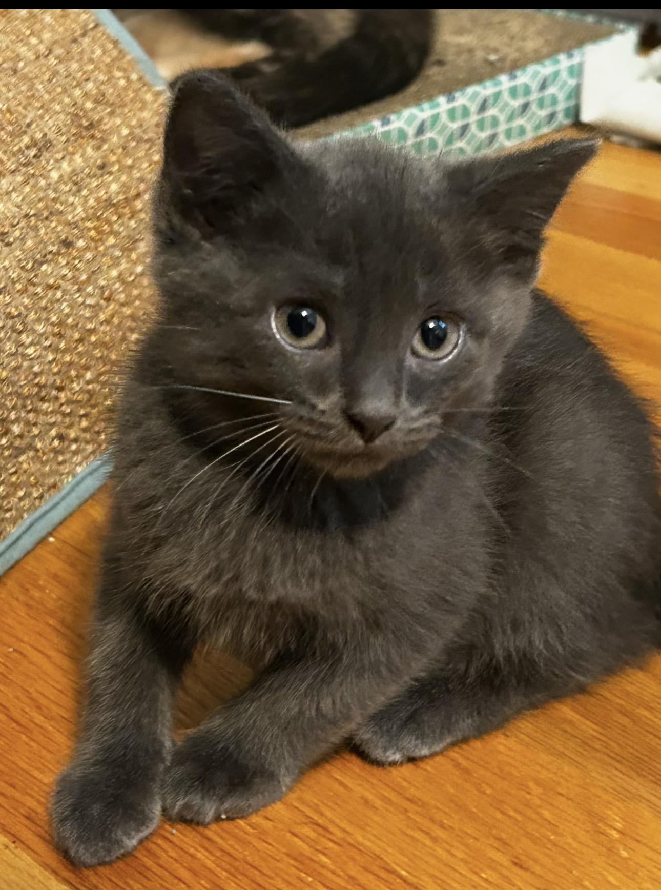 Enlarge Spumoni & Affogato, a Adoptable Domestic Short Hair in Thomaston, CT image 5/6