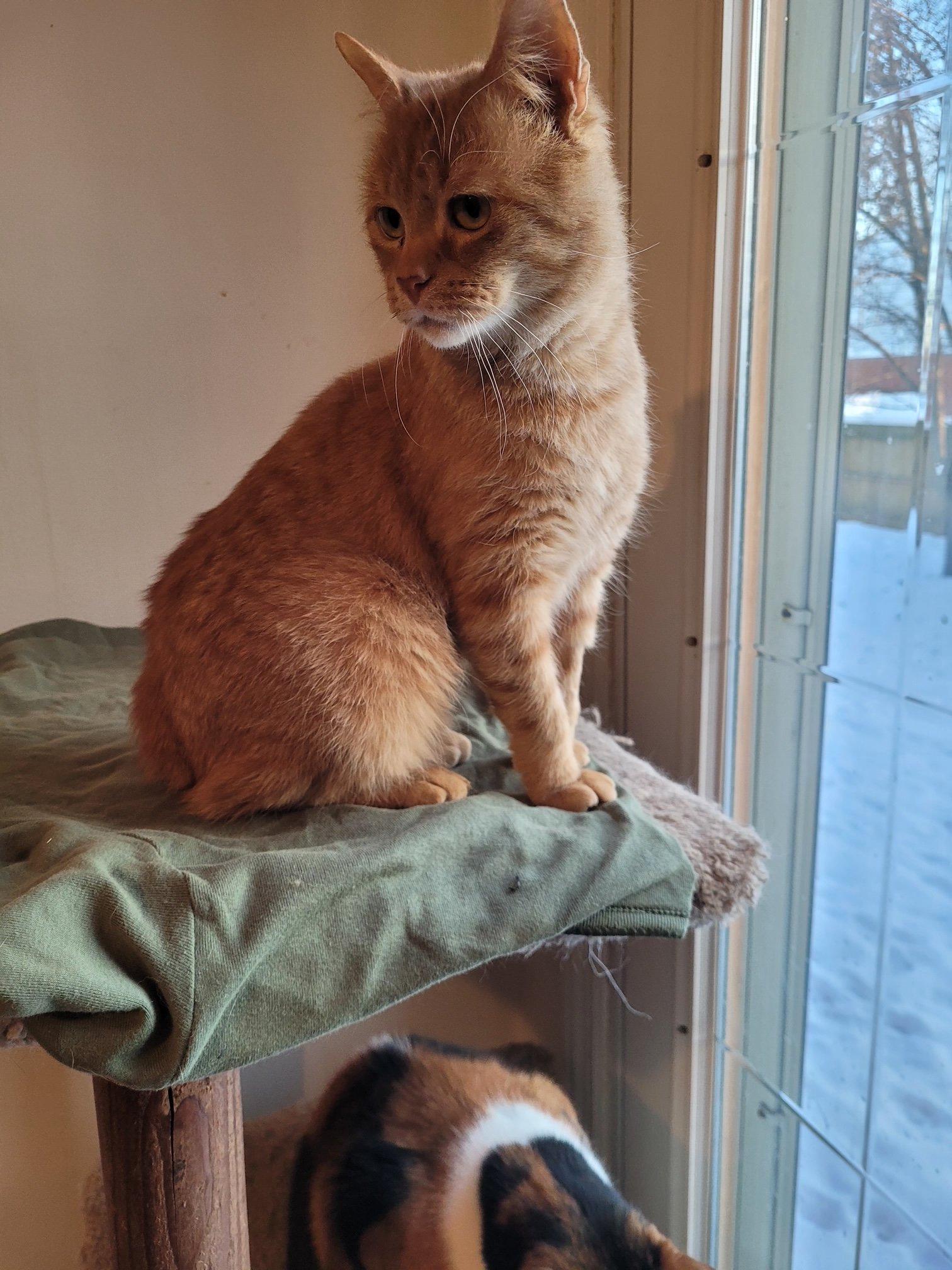 Lil Bob, a ADOPTABLE Domestic Short Hair in Ypsilanti, MI image 3/3