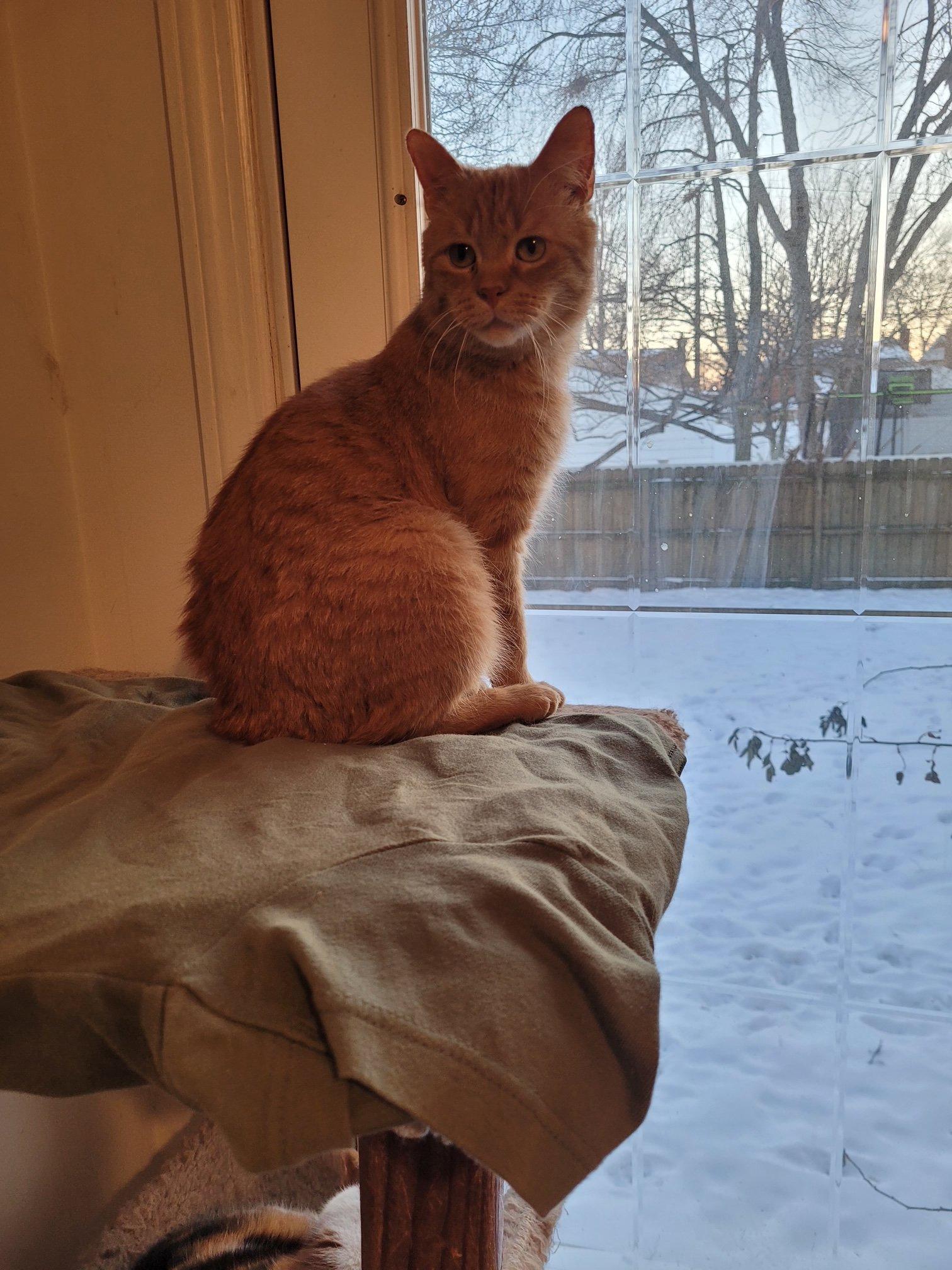 Lil Bob, ADOPTABLE, Adult Male Domestic Short Hair.