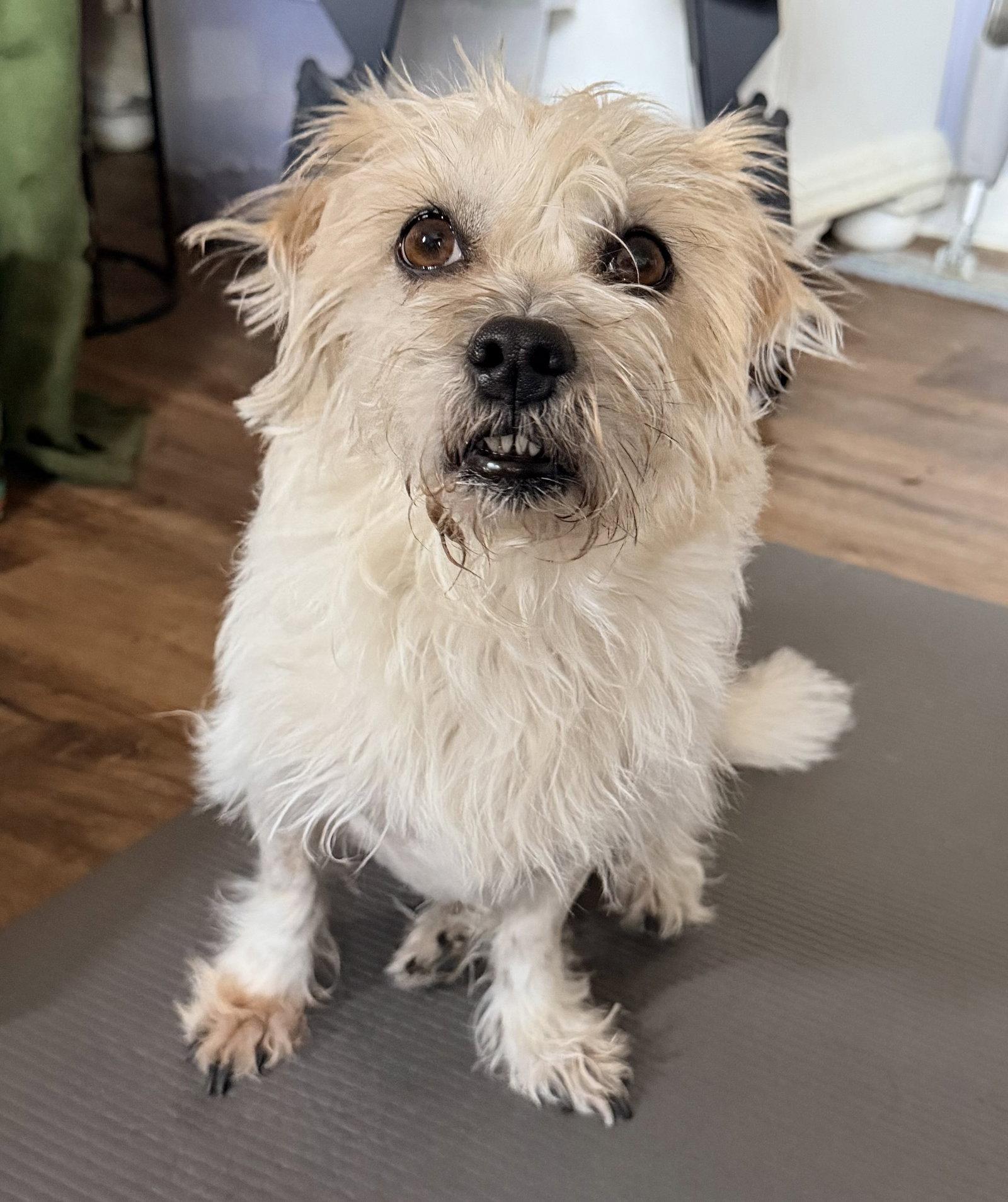 Enlarge Princess, a Adoptable Terrier in Holly Springs, NC image 1/2