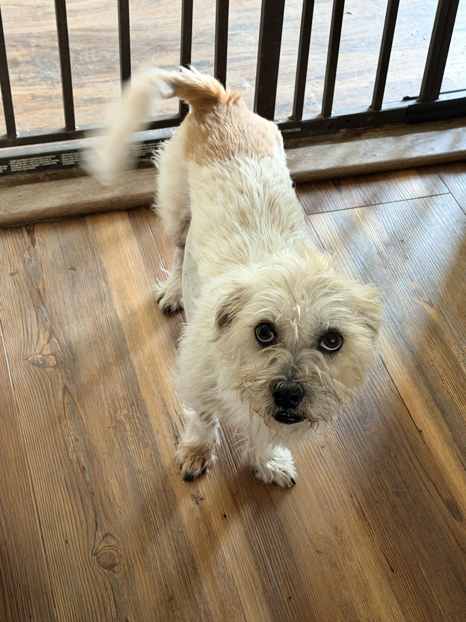 Enlarge Princess, a Adoptable Terrier in Holly Springs, NC image 2/2