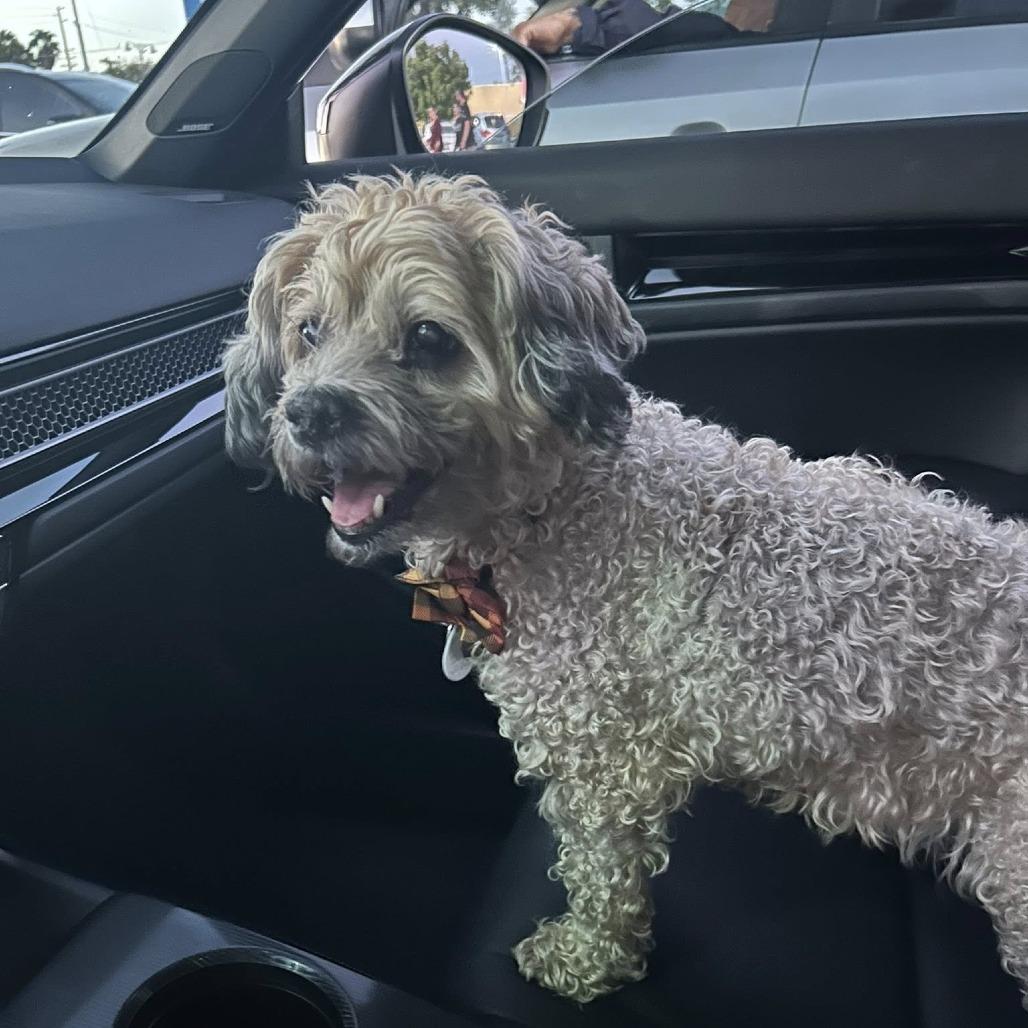 Coffee Jane, Adoptable, Senior Female Poodle.