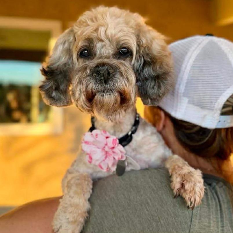 Enlarge Coffee Jane, a Adoptable Poodle in Ramona, CA image 3/6