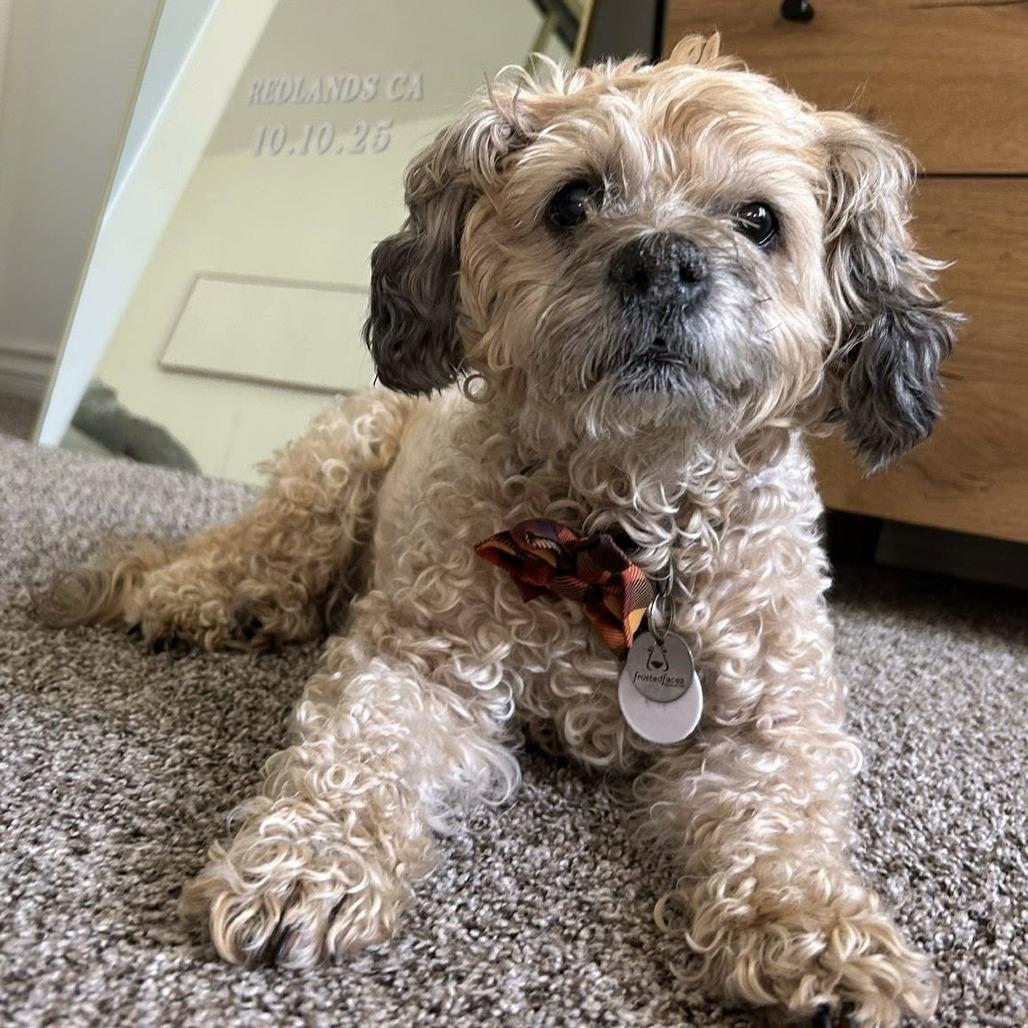 Enlarge Coffee Jane, a Adoptable Poodle in Ramona, CA image 4/6