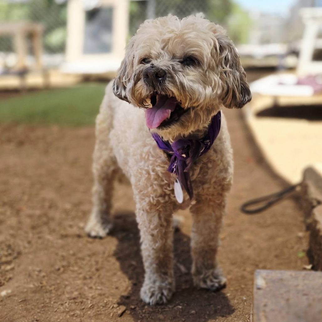 Enlarge Coffee Jane, a Adoptable Poodle in Ramona, CA image 4/5