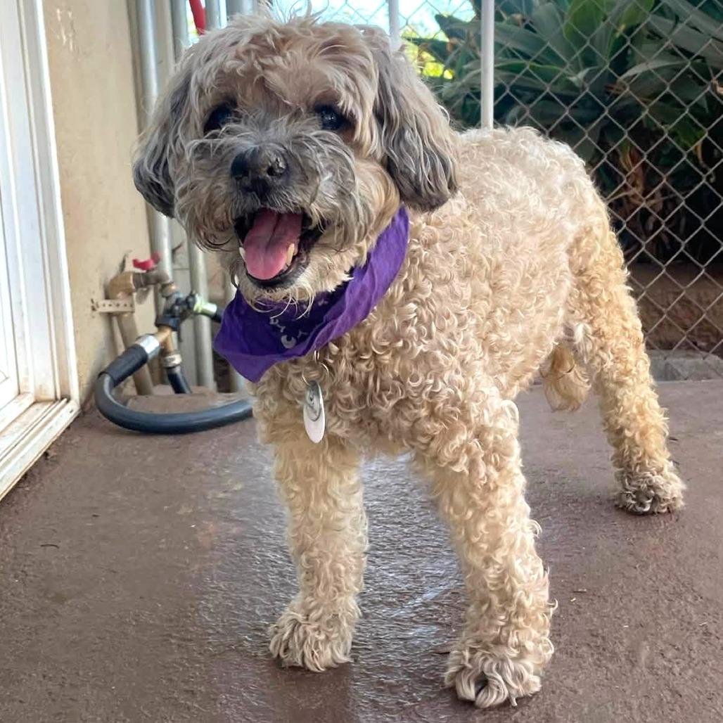 Coffee Jane, a Adoptable Poodle in Ramona, CA image 4/6