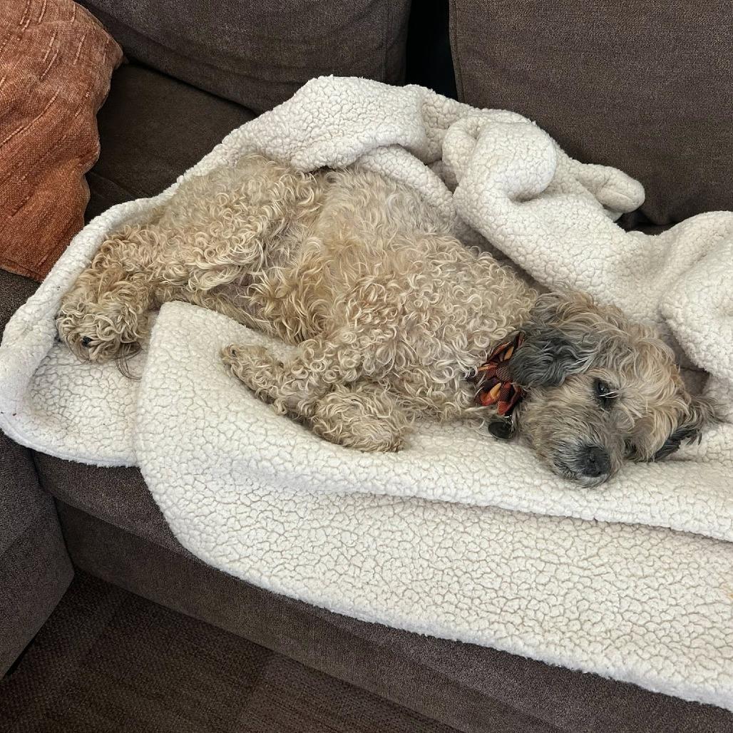 Enlarge Coffee Jane, a Adoptable Poodle in Ramona, CA image 5/6