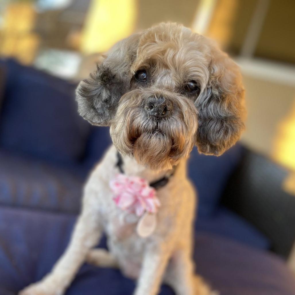 Enlarge Coffee Jane, a Adoptable Poodle in Ramona, CA image 6/6
