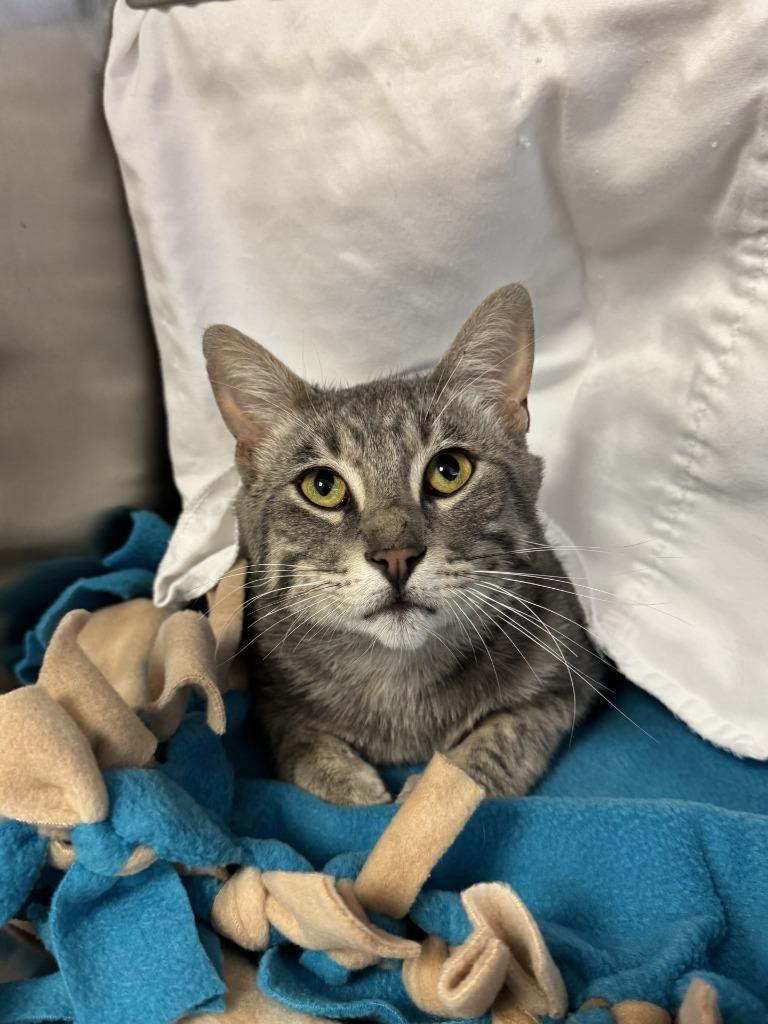 Dr. Claw, Adoptable, Young Male Domestic Short Hair.