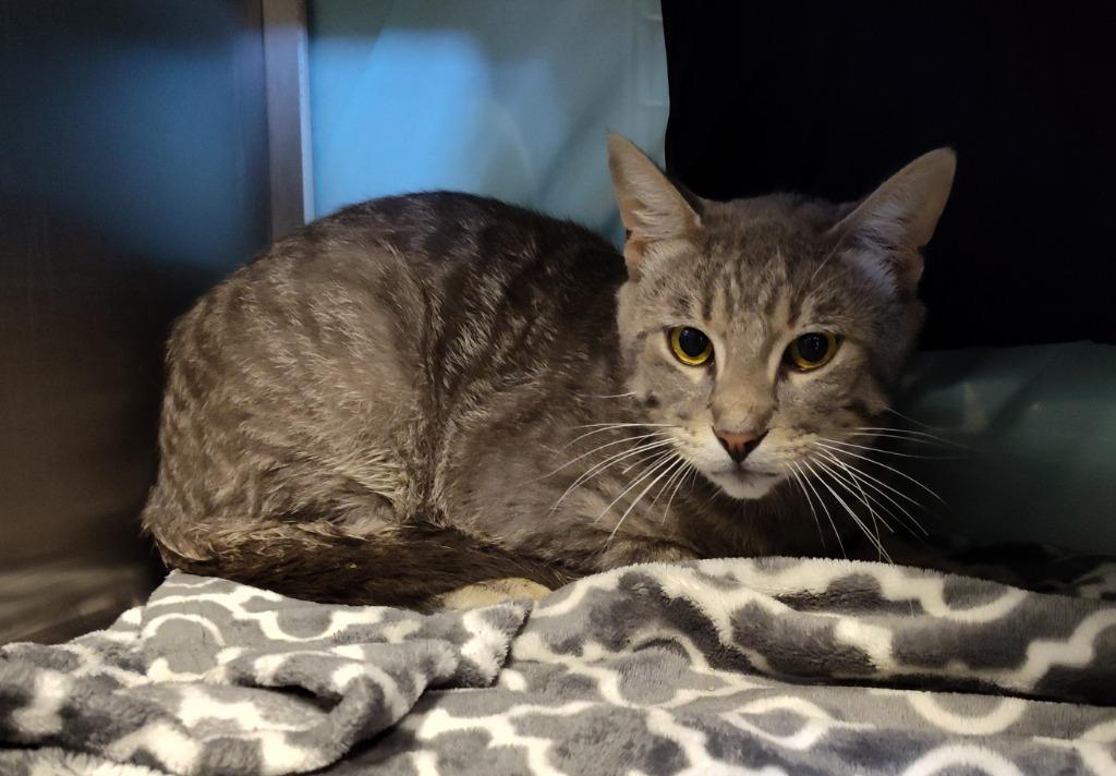 Dr. Claw, a Adoptable mixed breed in Grand Forks, ND image 2/2