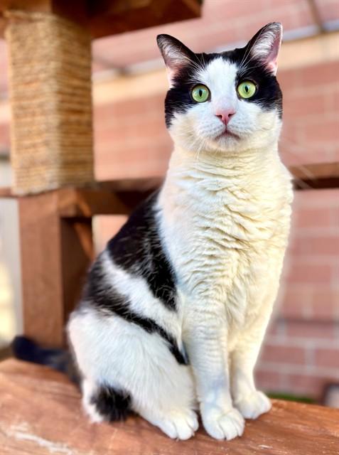 OLIVER, Adoptable, Adult Male Domestic Short Hair.