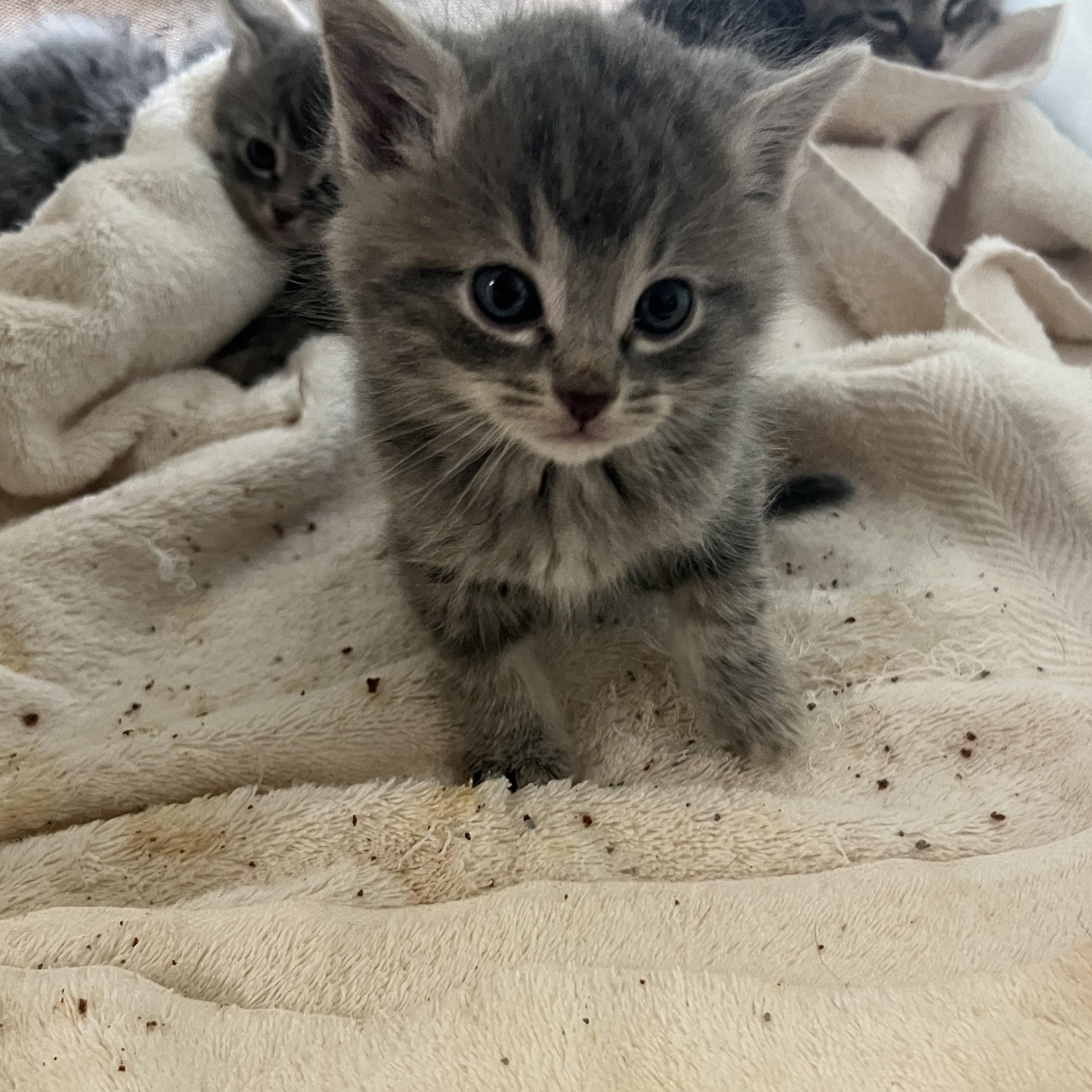Tubby, Adoptable, Kitten Male Domestic Short Hair.