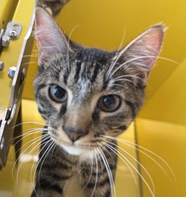 Skipper, Adoptable, Kitten Male Domestic Short Hair.