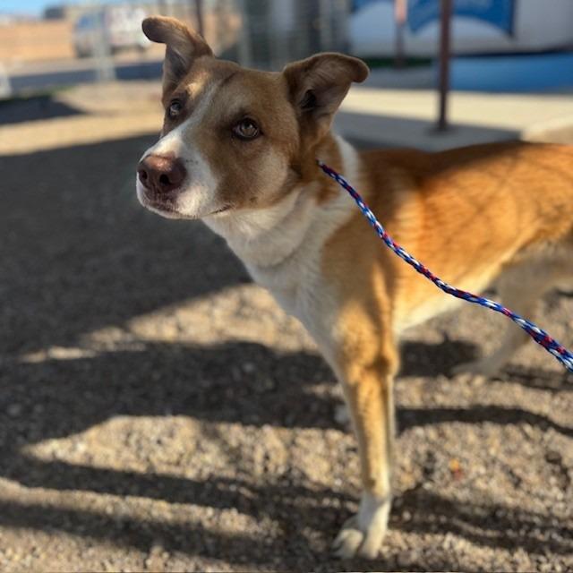 Canelo, Adoptable, Adult Male Husky.
