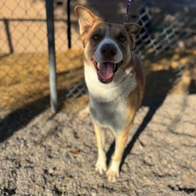 Enlarge Canelo, a Adoptable mixed breed in Bullhead City, AZ image 2/2